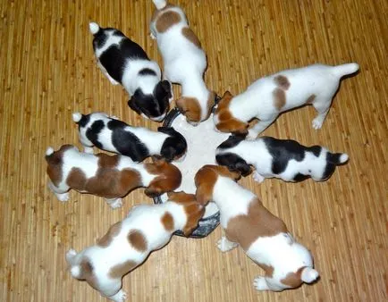 Alimentarea Dzhek Rassel Terrier - dieta si rata de zi cu zi (rata) Ce să se hrănească un Dzhek Rassel Terrier - dieta si rata de zi cu zi