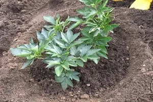 Bujorii de hrană în primăvara înainte de înflorire a plantelor magic (plante) Bujorii de alimentare în primăvara înainte de înflorire plante magice
