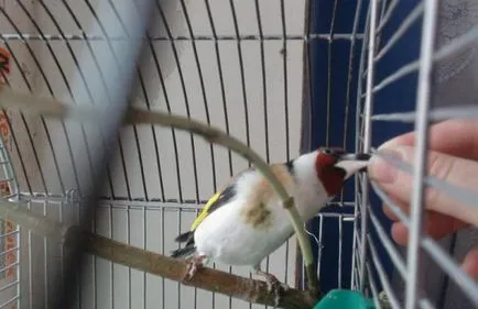 întreținere acasă Chizhi și îngrijire (condiții) de întreținere și îngrijire acasă Chizhi