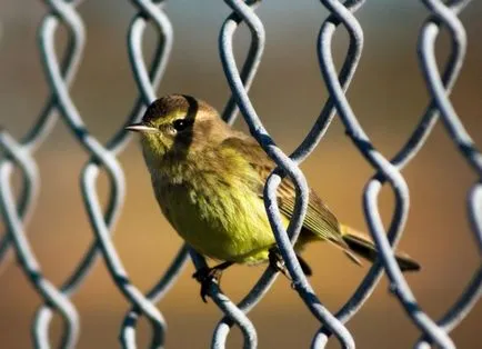 Siskins în casă și hrănirea păsărilor (îngrijirea scatiu) Siskins în casă și hrănirea păsărilor noastre