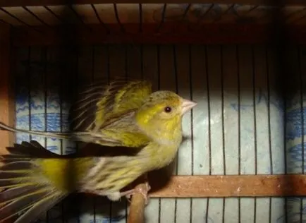 Siskins în casă și hrănirea păsărilor (hrănire scatiu) Siskins în casă și hrănirea păsărilor noastre