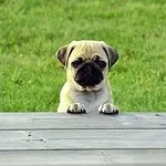Ce se întâmplă dacă câinele bătut în jos cu mașina în realitate, sau într-un semn de vis