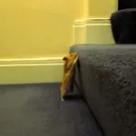 Ce se întâmplă dacă un hamster moare, cum să înțeleagă că hamster este mort, motiv