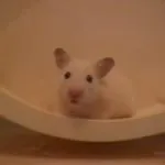 Ce se întâmplă dacă un hamster moare, cum să înțeleagă că hamster este mort, motiv