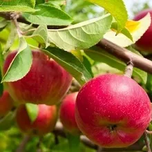 Ce se poate face în grădină, în luna iulie, o casă privată (pentru a lupta împotriva putregaiul apical) Ce se poate face în grădină, în luna iulie, casă privată