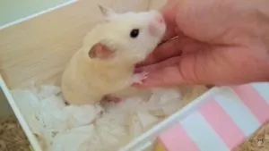 Ce se întâmplă dacă un hamster moare, cum să înțeleagă că hamster este mort, motiv