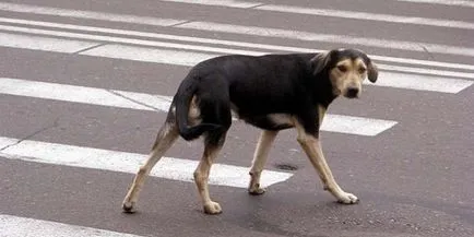 Ce se întâmplă dacă câinele bătut în jos cu mașina în realitate, sau într-un semn de vis