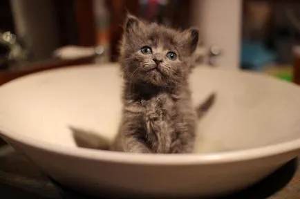 Ce să mănânce pui (2 luni) decât amestecul de alimentare (pisoi furaje luni) Ce să mănânce pui (2 luni) decât hrana pentru animale