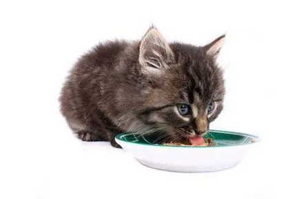 Ce să mănânce pui (2 luni) decât amestecul de alimentare (pisoi) Ce să mănânce pui (2 luni) decât hrana pentru animale