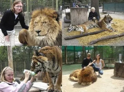 Ce altceva poate face un vizitator în grădina zoologică Argentina, cu excepția faptului că (grădina zoologică) Ce altceva poate face un vizitator în grădina zoologică Argentina, cu excepția faptului că