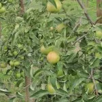 Ce se poate face în grădină, în luna martie, creând o grădină frumoasă