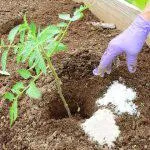 Ce poate fi apoi plantate în grădină, care legume