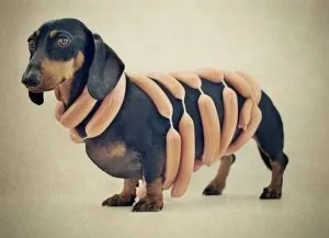 Ce poate Dachshund, decordog