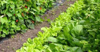 Ce poate fi apoi plantate în grădină, care legume