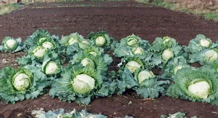 Ce poate fi apoi plantate în grădină, care legume