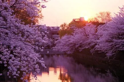 Ce se întâmplă cu natura japoneza martie 16 martie 2015 - vizualizare interior