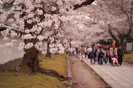 Ce se întâmplă cu natura japoneza martie 16 martie 2015 - vizualizare interior