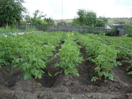 Ce poate fi apoi plantate în grădină, care legume