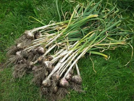 Ce poate fi apoi plantate în grădină, care legume