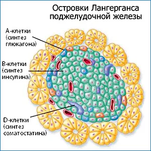 Care este glucagon și rolul său în organism