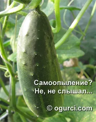 Ce este un hibrid partenocarpice, cultivarea de castravete (castravete) Ce este un hibrid de cultivare castravete partenocarpice