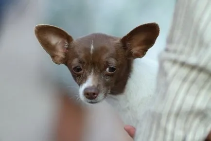 Ce este - Companion Dog