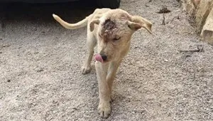 După patru luni de teribil accident de luptător sigiliu a fost capabil să se ridice și să sărute ei (mai târziu) După patru luni de teribil accident de luptător sigiliu a fost capabil să se ridice și să-și sărute soția