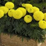 pat de flori - 100 idei cu privire la modul de a decora secțiunea foto (idei) pat de flori - 100 idei cu privire la modul de a decora secțiunea fotografie