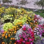 pat de flori - 100 idei cu privire la modul de a decora secțiunea foto (flori) pat de flori - 100 idei cu privire la modul de a decora secțiunea fotografie