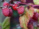 flori Lupin - în creștere din semințe; lupin fotografie, lupin perene - plantare și îngrijire (pe termen lung) flori Lupin - în creștere din semințe; lupin fotografie, lupin perene - plantare și îngrijire