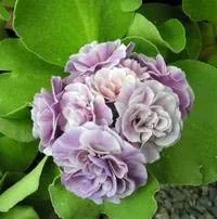 Flower Primula (Primrose) - grupuri și tipuri de primula