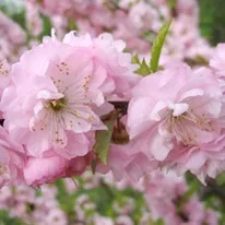 Flori roz