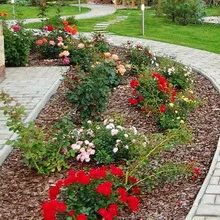 grădină de flori în țară cu propriile mâini design-ul dispozitivelor foto și paturi de flori, cum să faci o grădină de flori (cu mâinile) grădină de flori în țară cu propriile mâini design-ul dispozitivelor foto și flori paturi, cum să faci o grădină de flori
