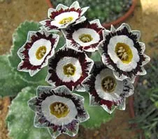 Flower Primula (Primrose) - grupuri și tipuri de primula