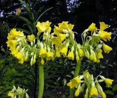 Flower Primula (Primrose) - grupuri și tipuri de primula