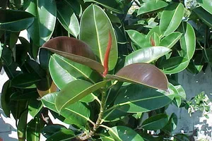 Flori cameră ficus tipuri foto, cum să aibă grijă la domiciliu