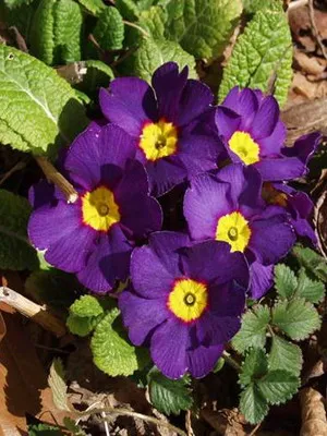 Primrose fotografie flori, cultivare și întreținere în casă, soiuri și reproducere