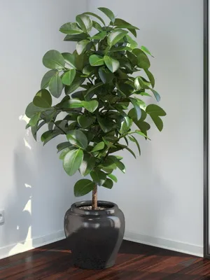 Flori cameră ficus tipuri foto, cum să aibă grijă la domiciliu