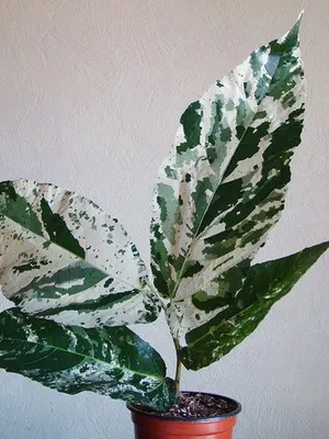 Flori cameră ficus tipuri foto, cum să aibă grijă la domiciliu
