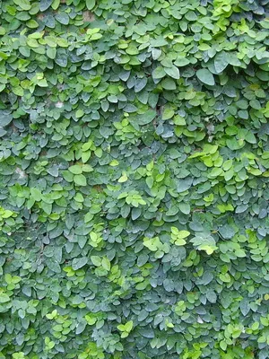Flori cameră ficus tipuri foto, cum să aibă grijă la domiciliu