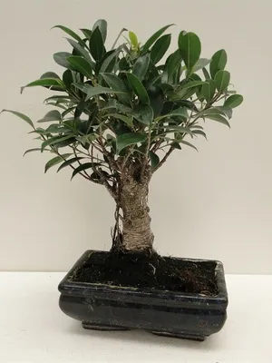 Flori cameră ficus tipuri foto, cum să aibă grijă la domiciliu