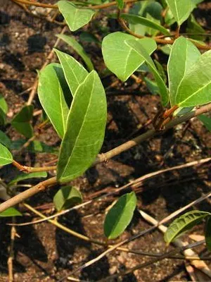 Flori cameră ficus tipuri foto, cum să aibă grijă la domiciliu
