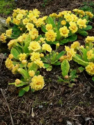 Primrose fotografie flori, cultivare și întreținere în casă, soiuri și reproducere