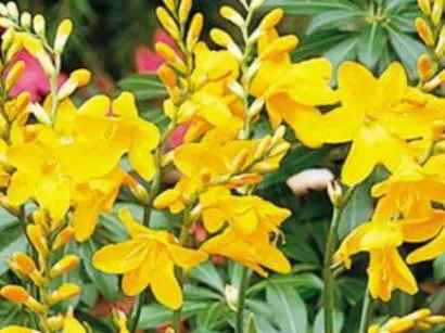 Cultivarea Flori montbretsiya - plantare și îngrijire