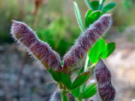 flori Lupin - în creștere din semințe; lupin fotografie, perene lupin - plantare și îngrijire (înflorire) flori Lupin - în creștere din semințe; lupin fotografie, lupin perene - plantare și îngrijire