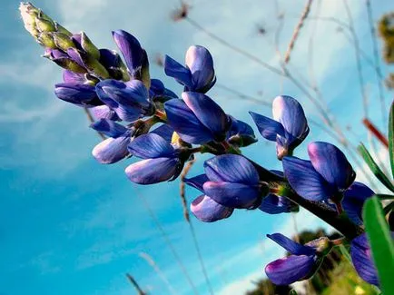 flori Lupin - în creștere din semințe; lupin fotografie, lupin perene - plantare și îngrijire (lupin) flori Lupin - în creștere din semințe; lupin fotografie, lupin perene - plantare și îngrijire