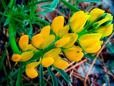 flori Lupin - în creștere din semințe; lupin fotografie, lupin perene - plantare și îngrijire (semințe) flori Lupin - în creștere din semințe; lupin fotografie, lupin perene - plantare și îngrijire