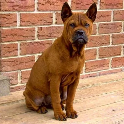 Chongqing (China Bulldog) rasa descriere, poze si pret