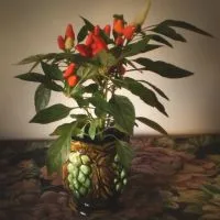 ardei decorative