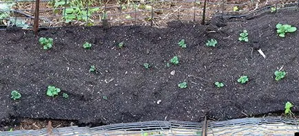 mod ieftin o gamă largă de cartofi în creștere, 6 ar (cartof) Cel mai ieftin mod de cultivare a cartofului de elită, 6 acri